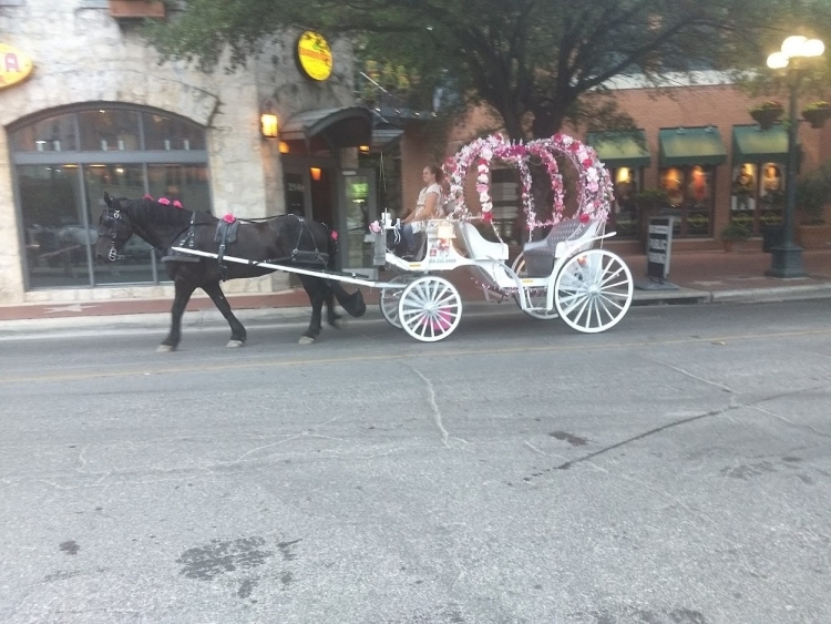 Beautiful Horse and Carriage